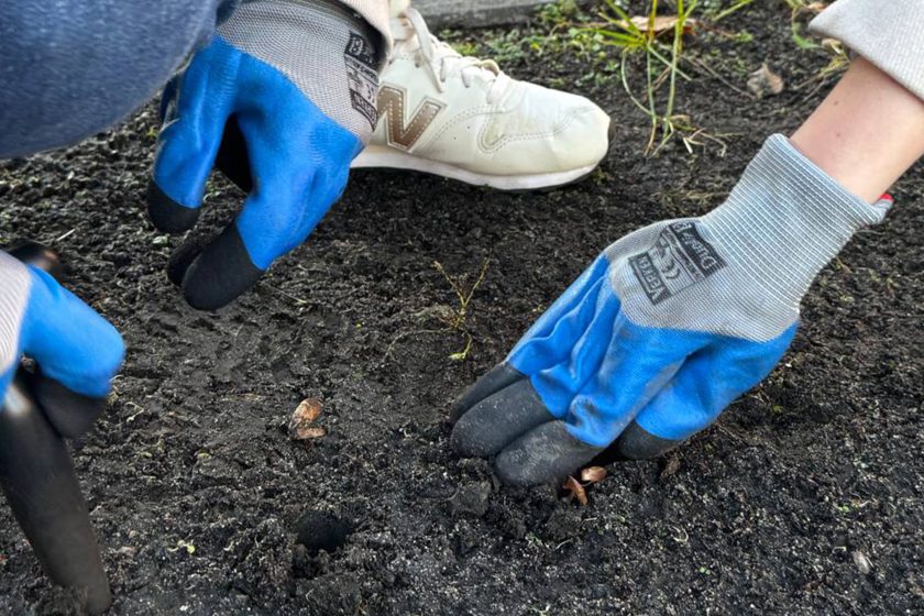 Zbliżenie na dłonie w niebieskich rękawicach ogrodniczych, delikatnie wkładające cebulkę krokusa do ziemi