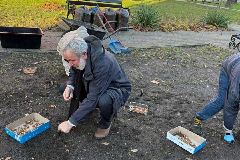 Mężczyzna w ciemnej kurtce przykuca i umieszcza cebulkę w ziemi. Wokół niego znajdują się pudełka z cebulkami oraz narzędzia ogrodnicze