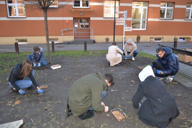 Grupa pracowników szpitala klęczy i kuca na trawniku, sadząc cebulki krokusów w ogrodzie przed budynkiem. Wszyscy mają rękawiczki ochronne, a obok nich stoją pojemniki z cebulkami