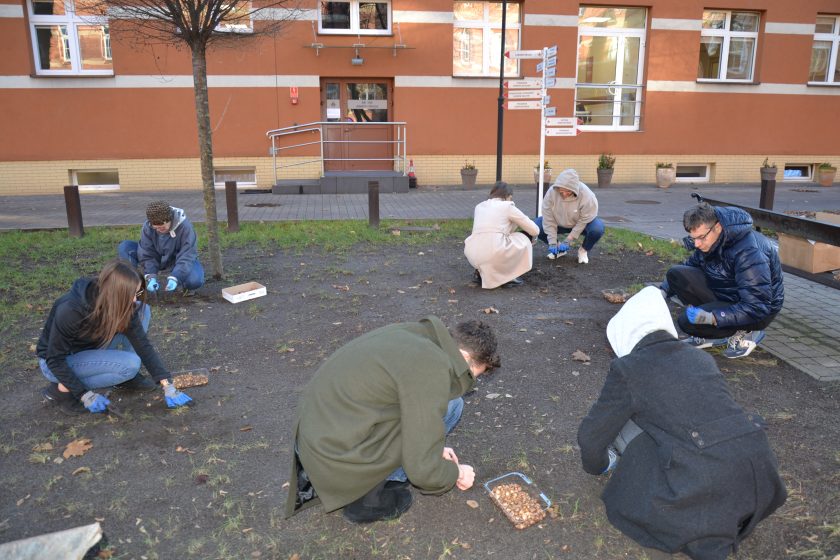 Grupa pracowników szpitala klęczy i kuca na trawniku, sadząc cebulki krokusów w ogrodzie przed budynkiem. Wszyscy mają rękawiczki ochronne, a obok nich stoją pojemniki z cebulkami